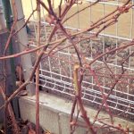 庭のベリーを剪定。ひとも心の剪定が必要だなと思った話。