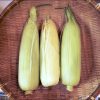 時間がたってもぷりぷりなトウモロコシのゆで方【素材を生かしたおやつ】【追記あり】