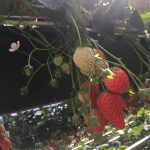 シンプリストのいちご狩り|小さい子どもと思いきり楽しむためのコーデと持ちもの、まとめました